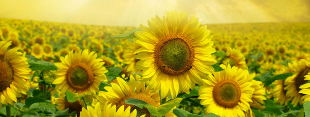 Asmark Homepage Image